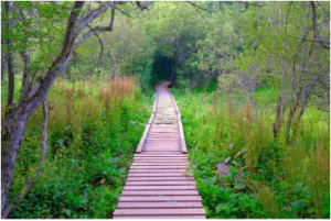 Elm Ridge Wild Forest Hiking Trails Catskills NY