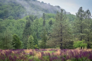 Mountain Top Arboretum