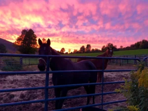 Rosemaryfarm Rosemaryfarm