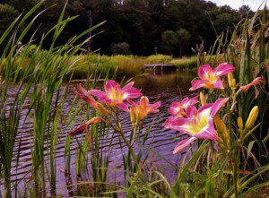 catskillsflowerbarn