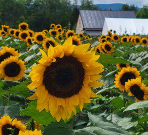 meadowbrookflowergarden