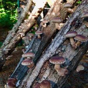 September Foraging Workshop