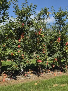 Boehm Farm apples
