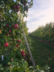Fix Bros Fruit Farm apple