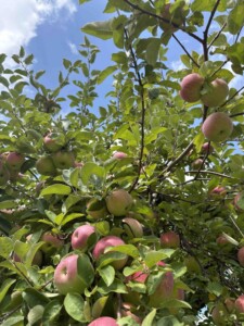 Stone Ridge Orchard apple