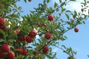 Greig Farm apples