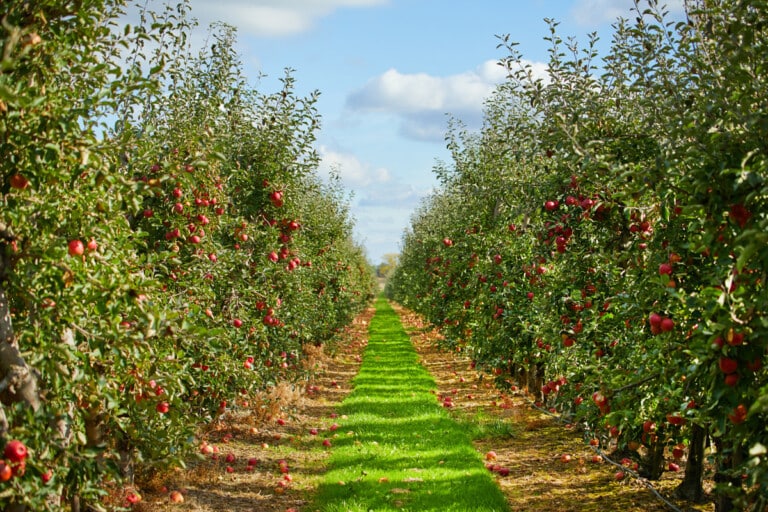 catskills apples