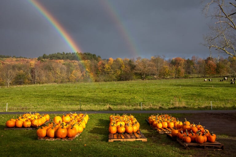 catskills pumpkin