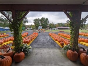 Kesicke Farm pumpkins