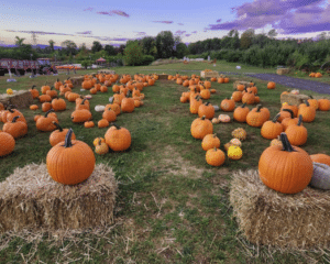 Hurds Family Farm pumpkins