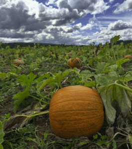 Kelder's Farm pumpkins